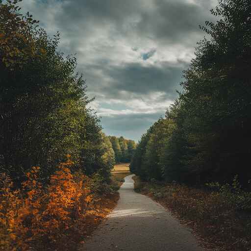 A peaceful forest path representing the next steps in a legal journey.